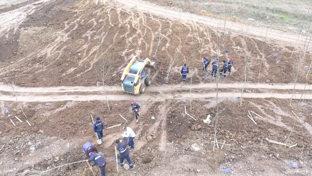 Çevre Düzenleme Müdürlüğü Ağaçlandırma Çalışmaları.